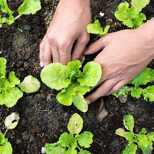 Jardinage