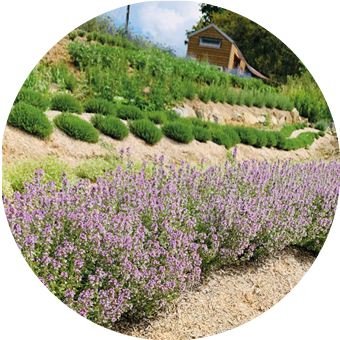 Charlotte fleurs d'alterrenatives